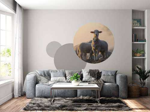 Sheep of the world