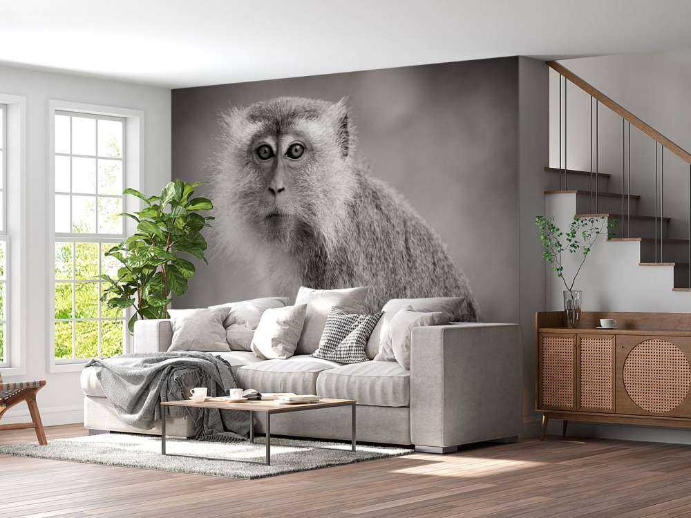 Schattig aapje in zwart-wit