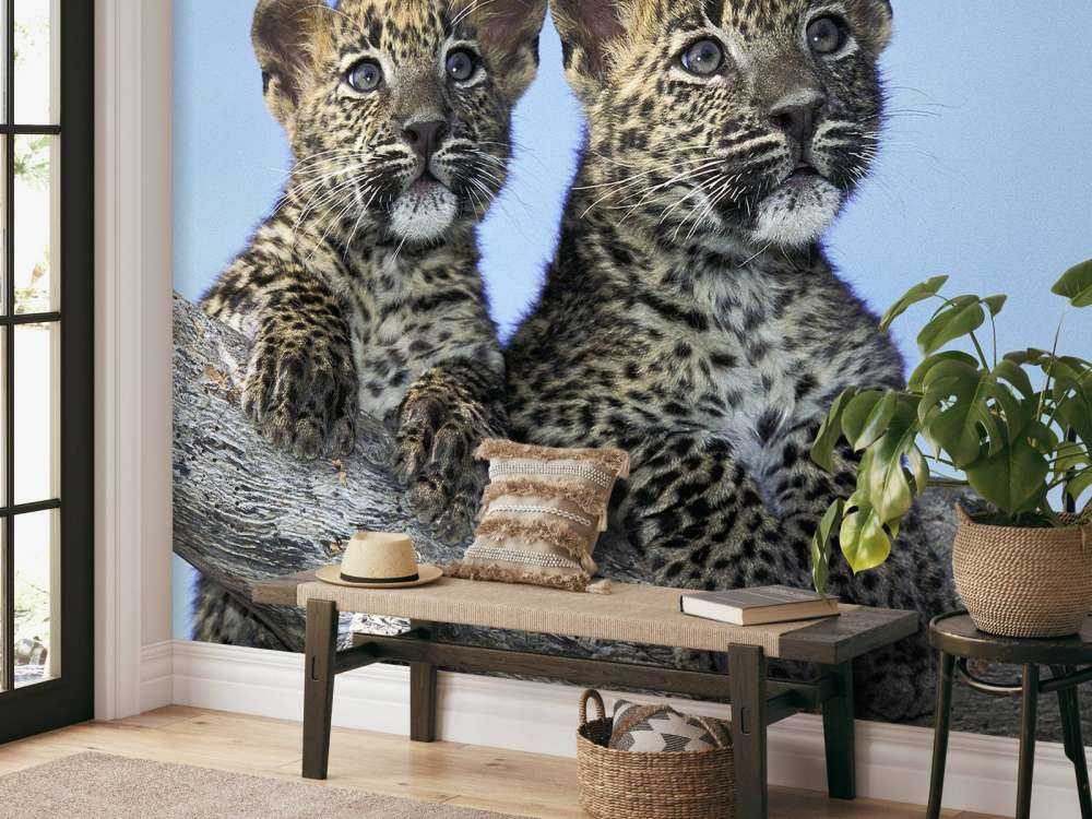 Small leopards