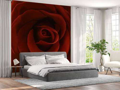 Close-up red rose