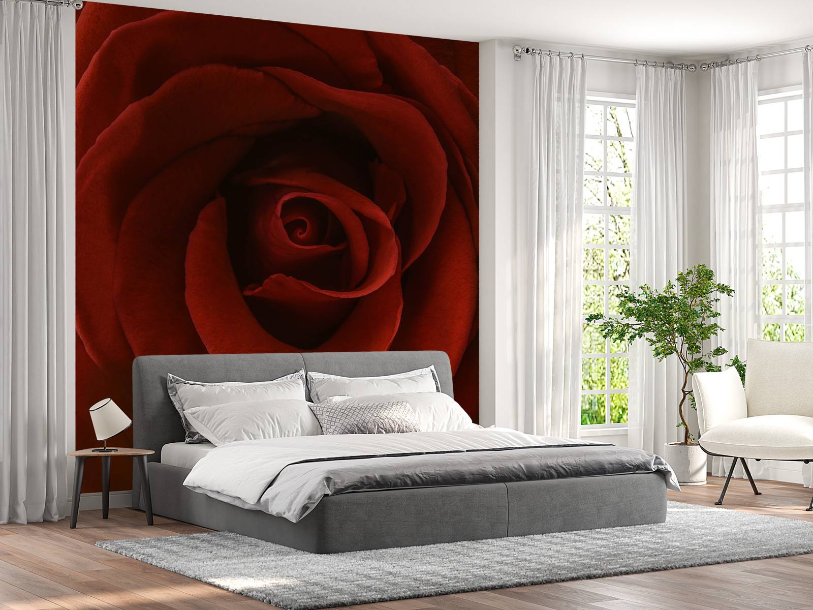 Close-up red rose
