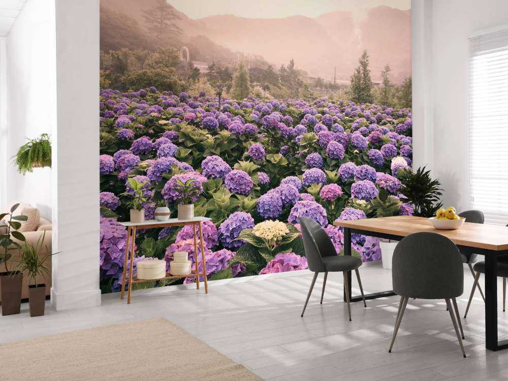 Hydrangeas in Beitou