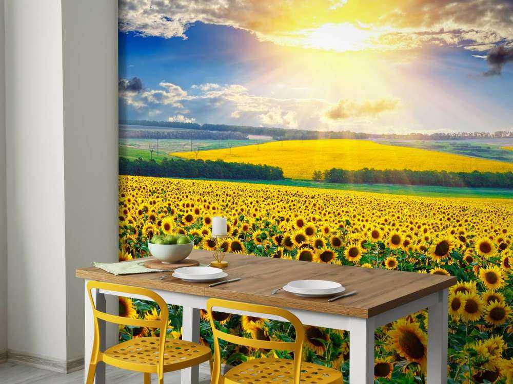 Zonnebloemen Veld met Opkomende Zon