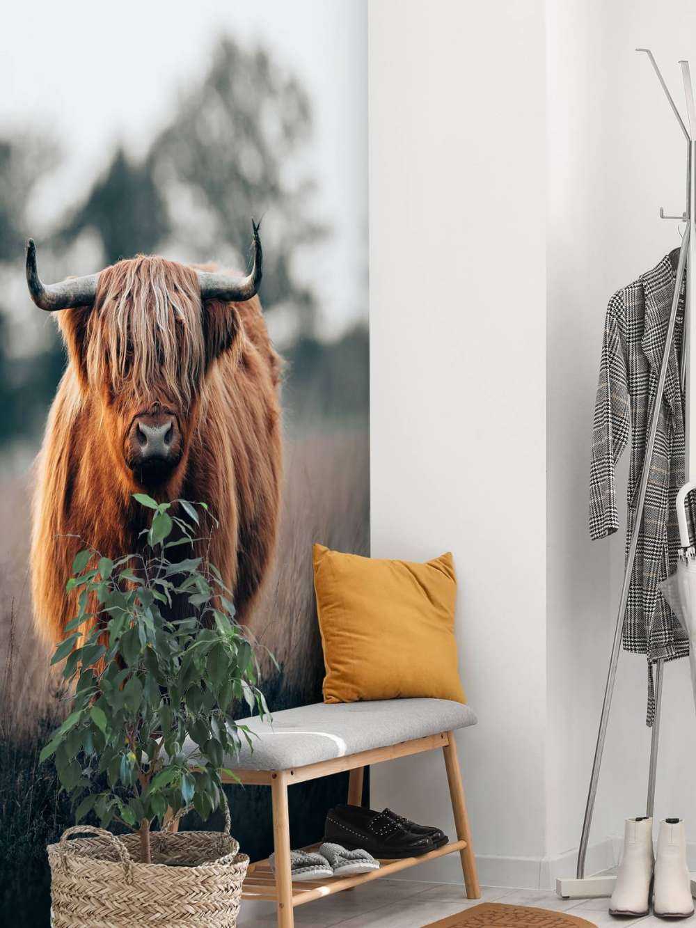 Portrait of highland cattle