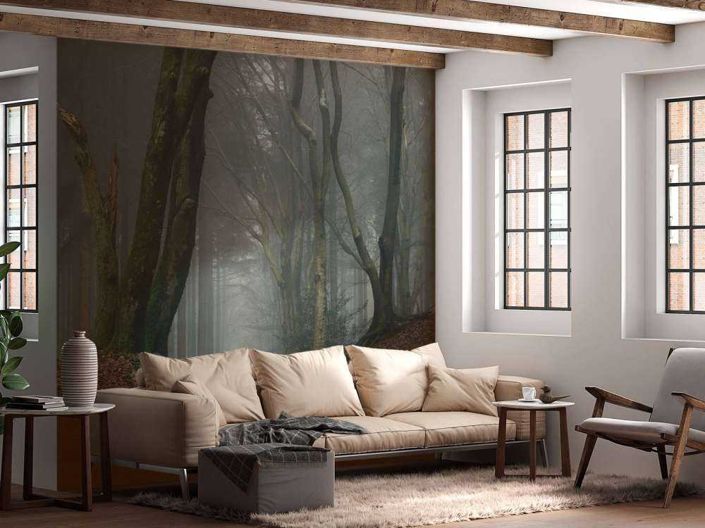 Path through mysterious forest