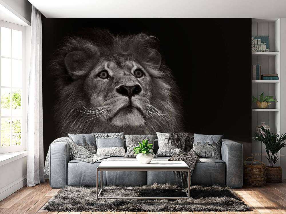 Lion on a black background
