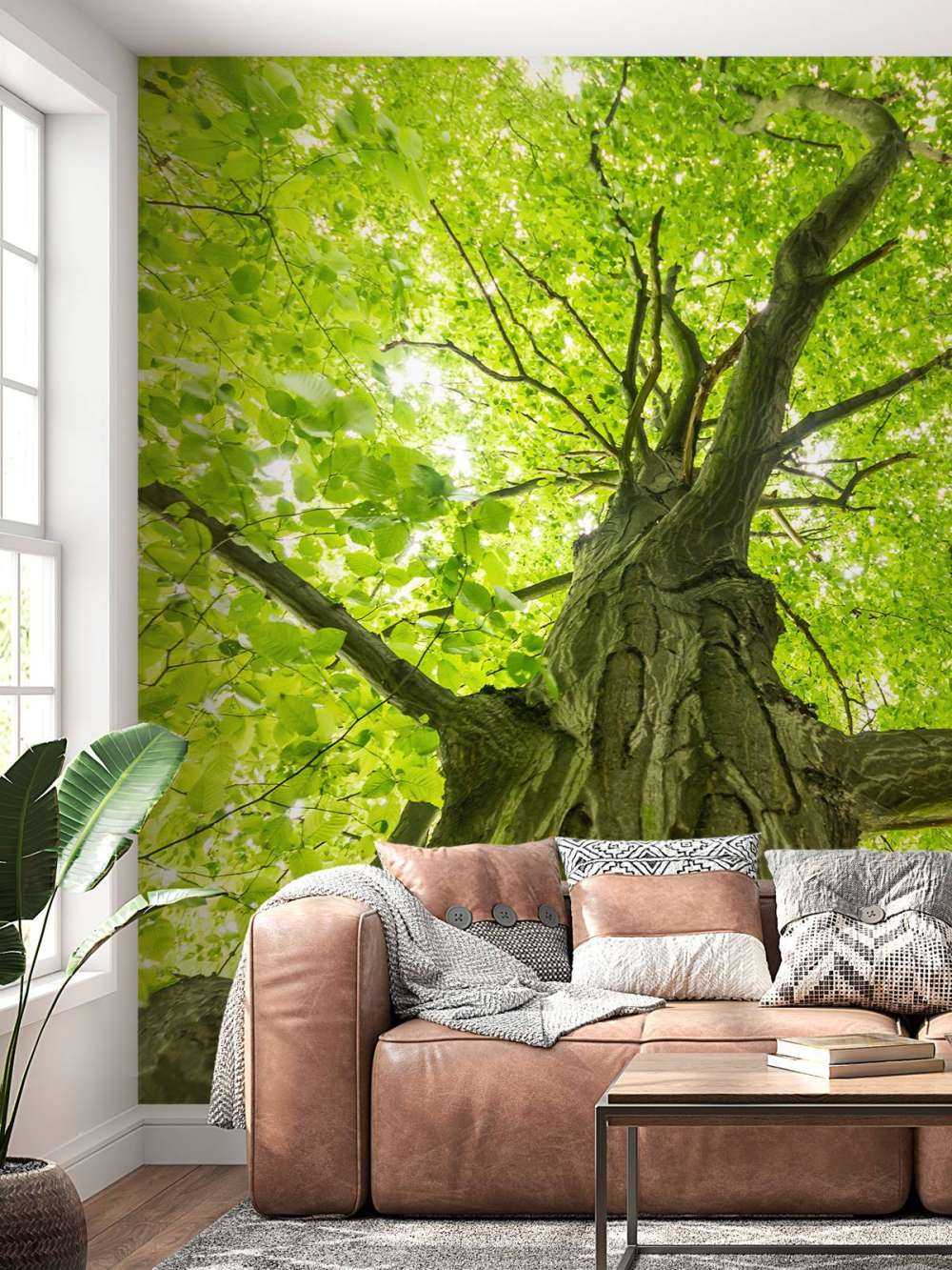 Large tree in the forest