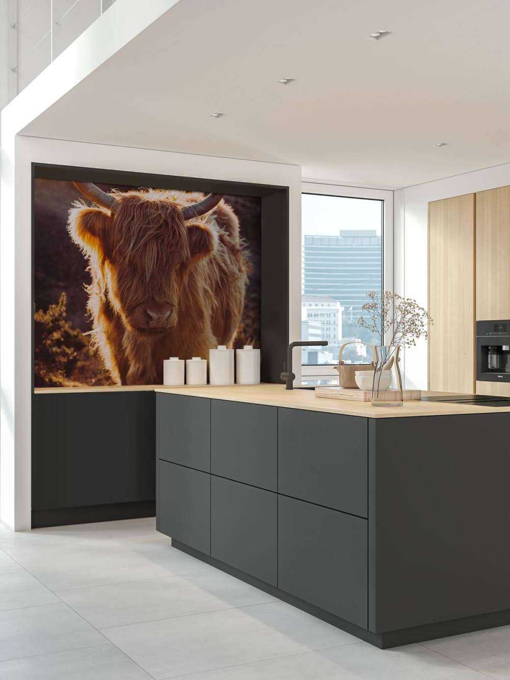 Scottish Highlander in the sun