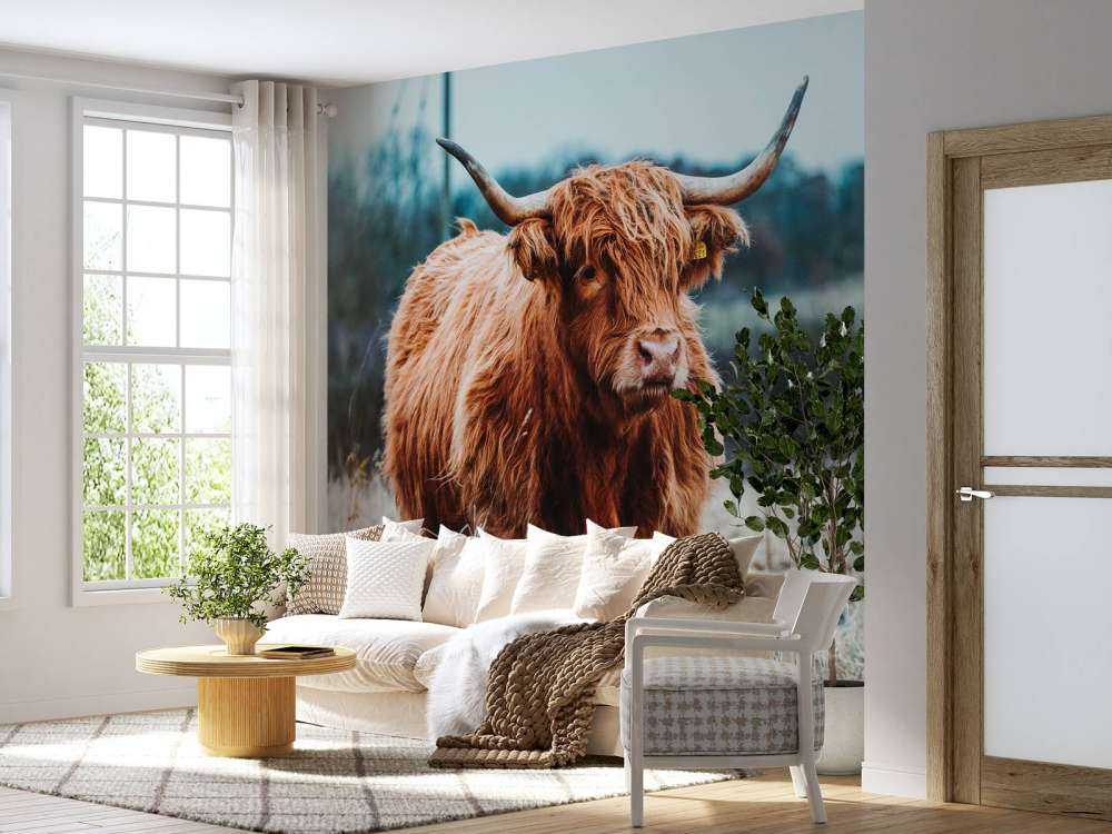 Scottish highlander in the forest