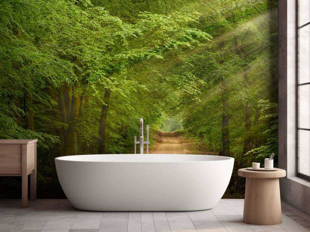 Toad in forest with sunbeams