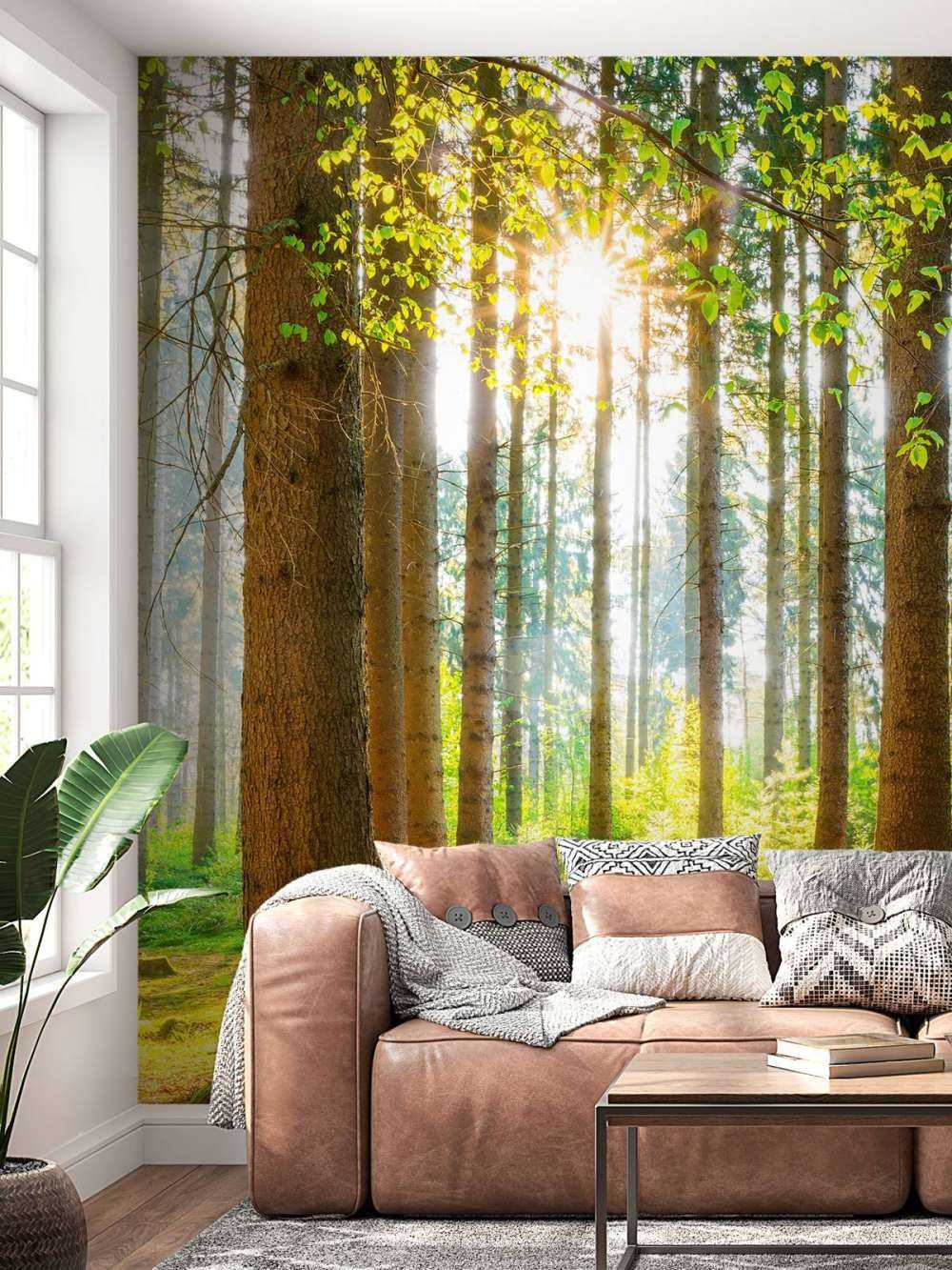 Sunrise in the forest