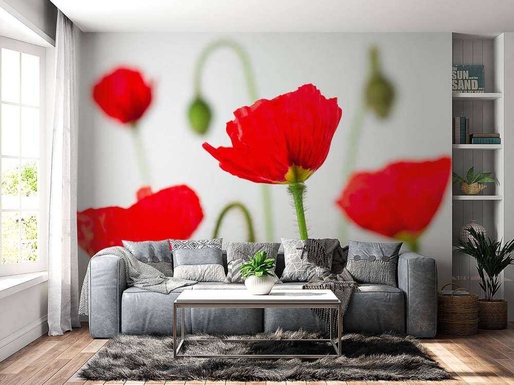 Close-up red poppies