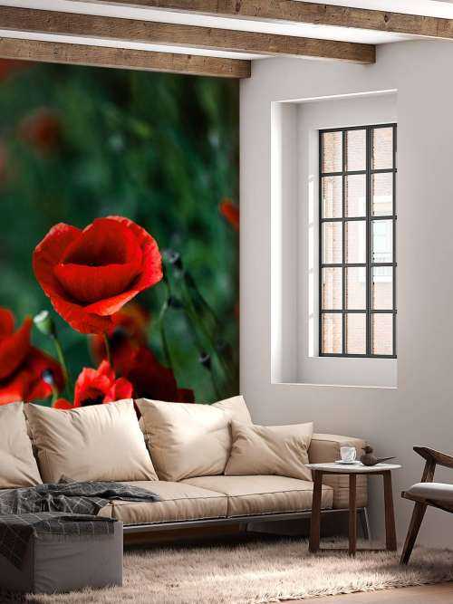 Poppies and grass