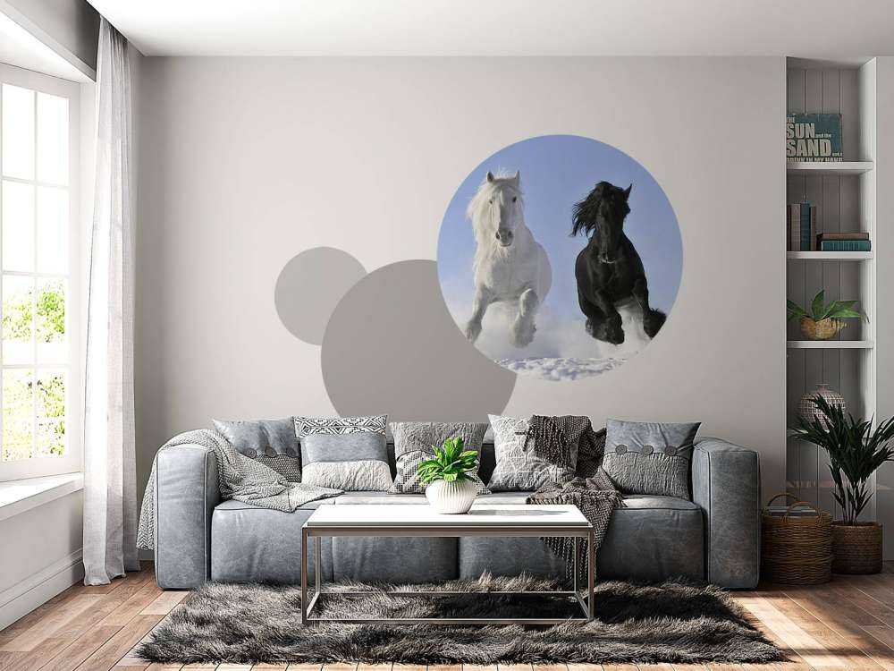 White and a black horse