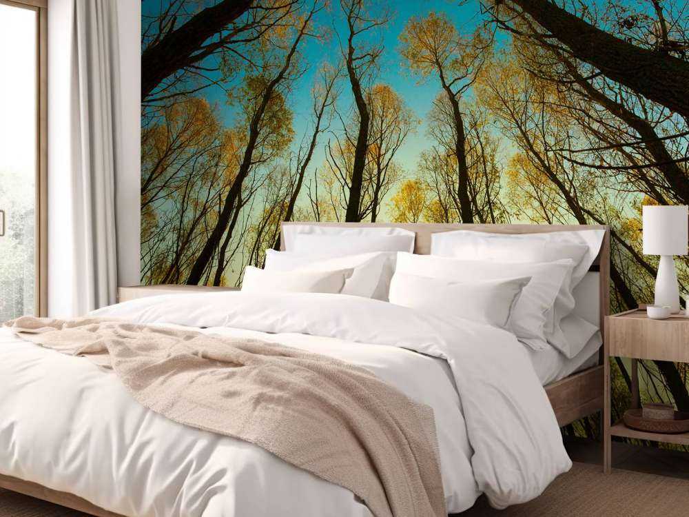 Sunrise between tall trees