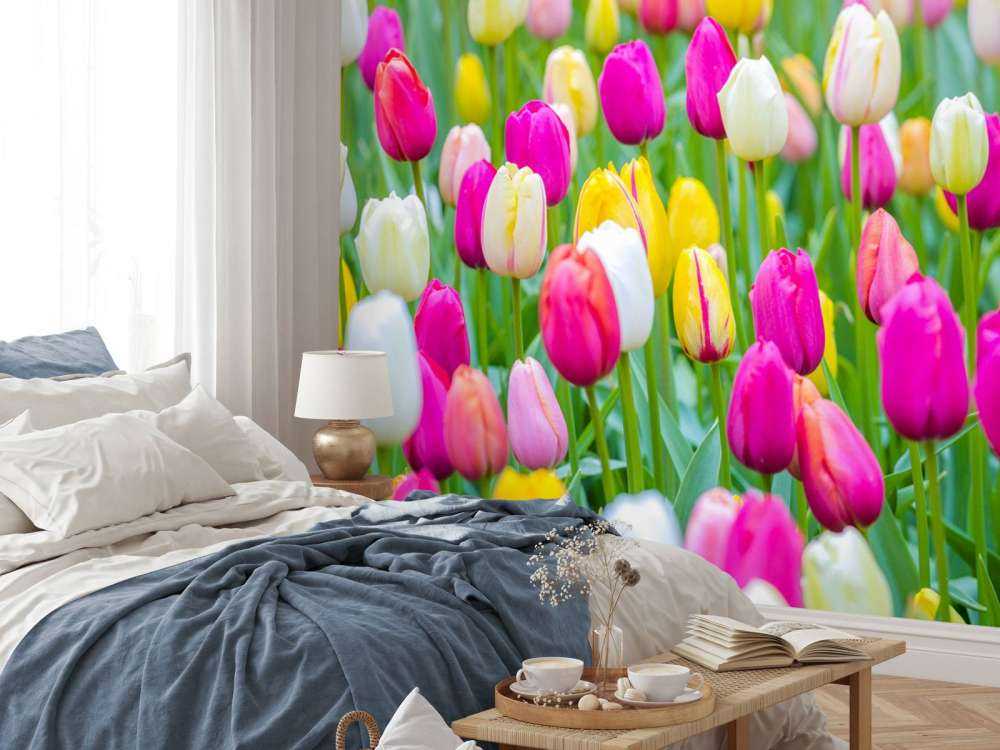 Colorful tulips in a field