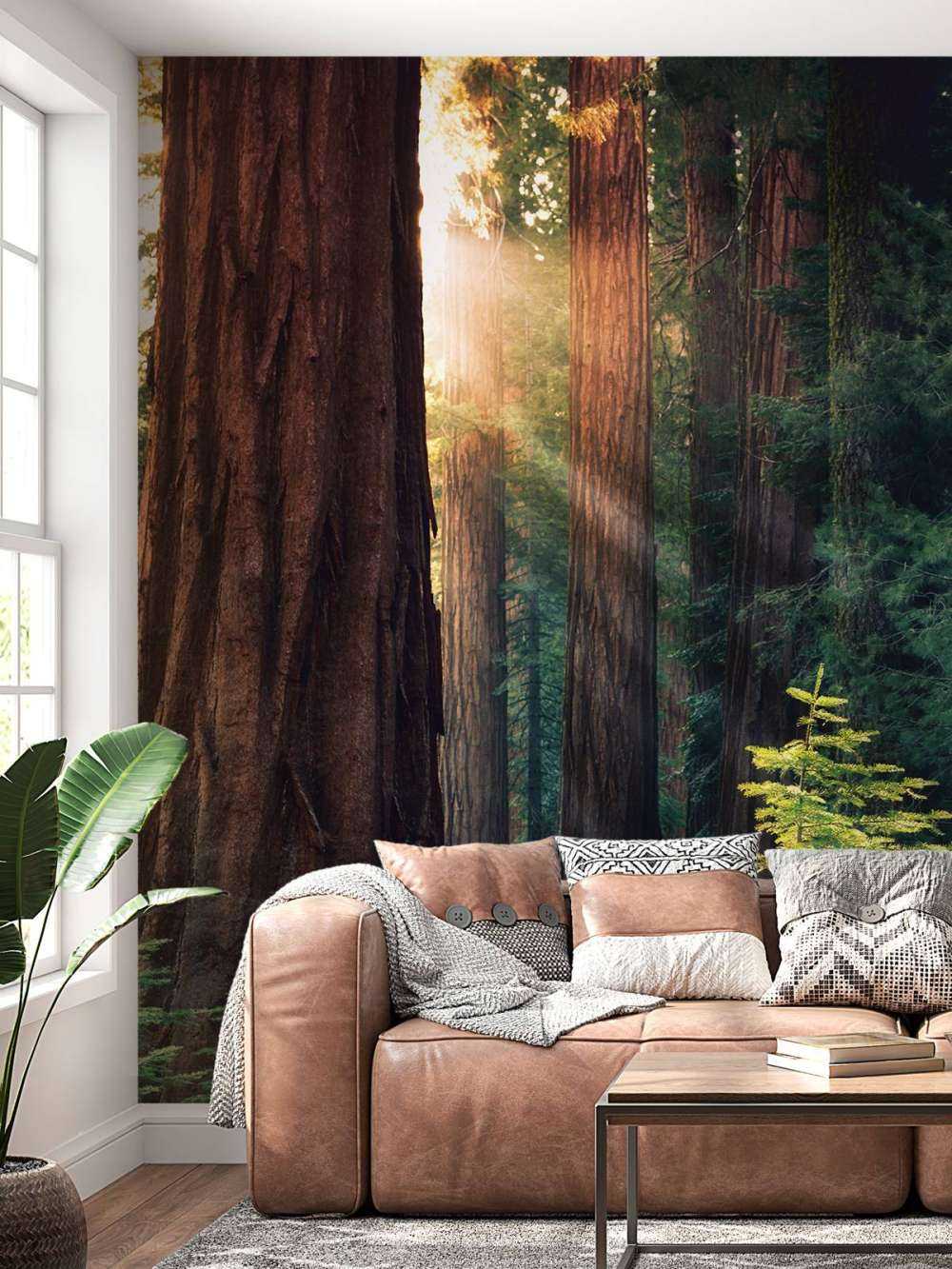 Sunlight between the mahogany trees