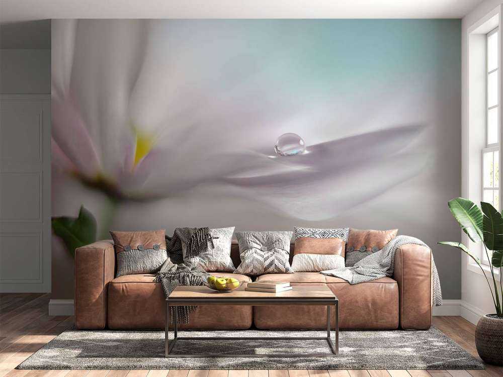 Where dreams come true