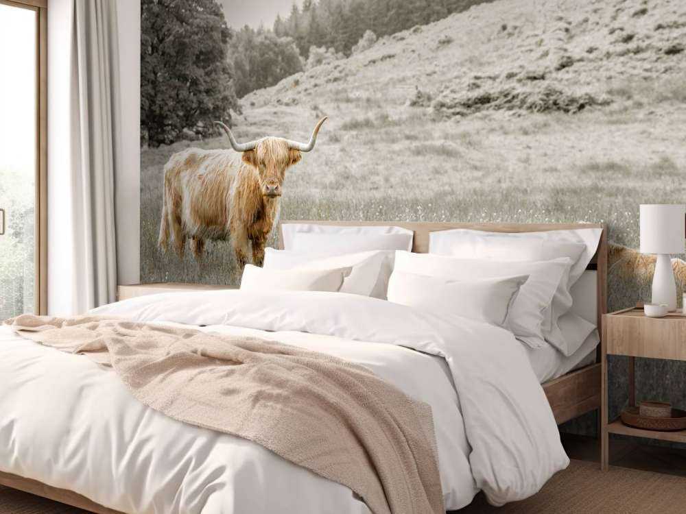 Scottish Highlander with calf