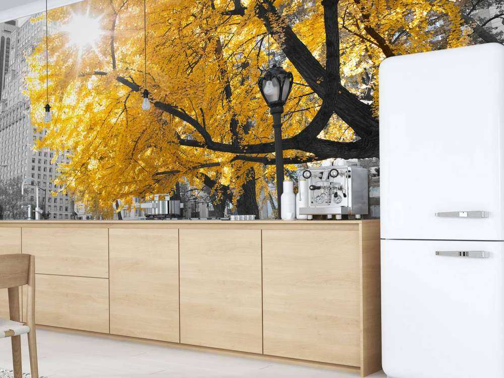 A path through Central Park