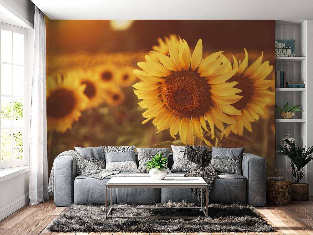 Sunflowers in sunlight