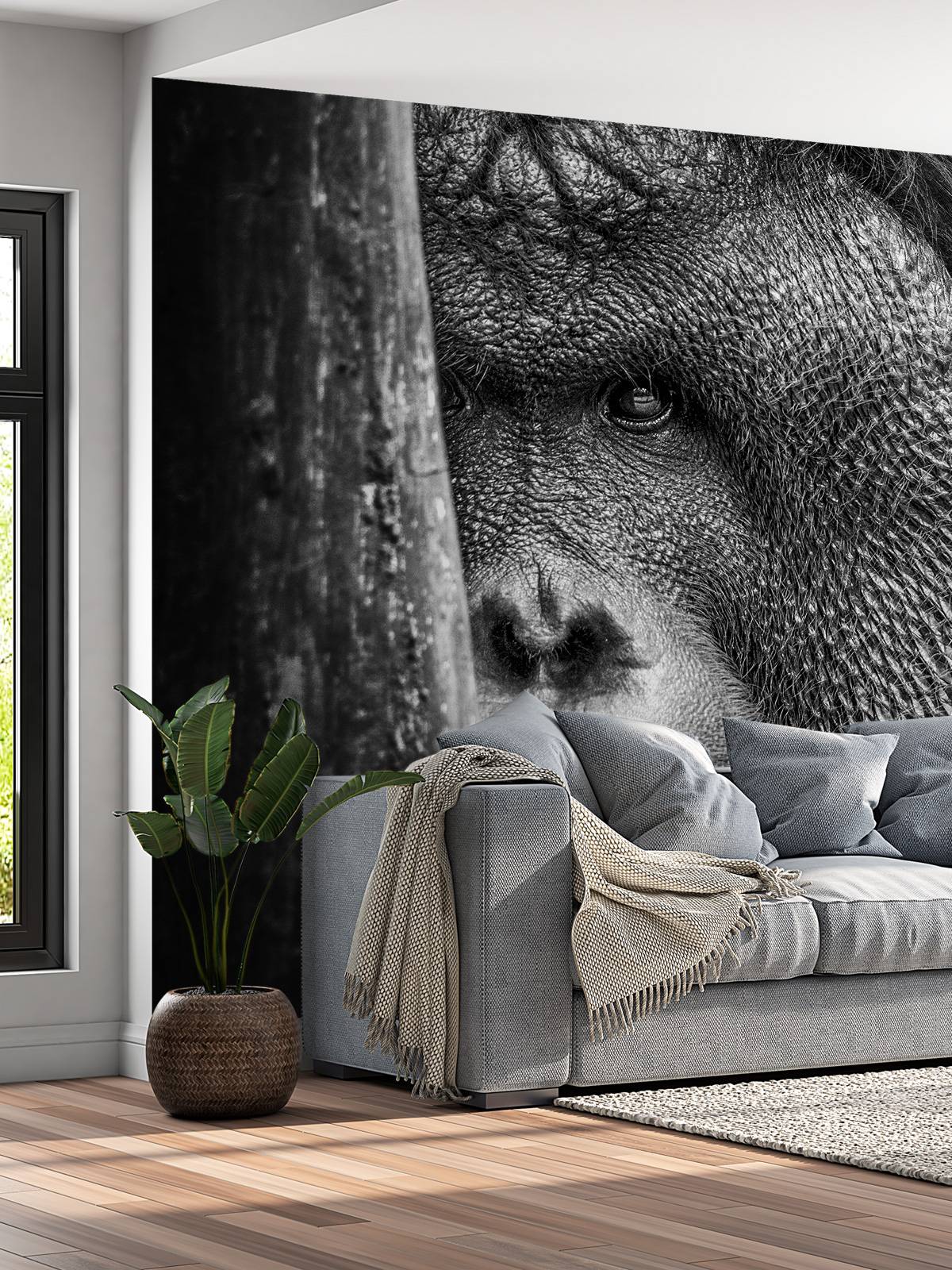 Orangutan black and white