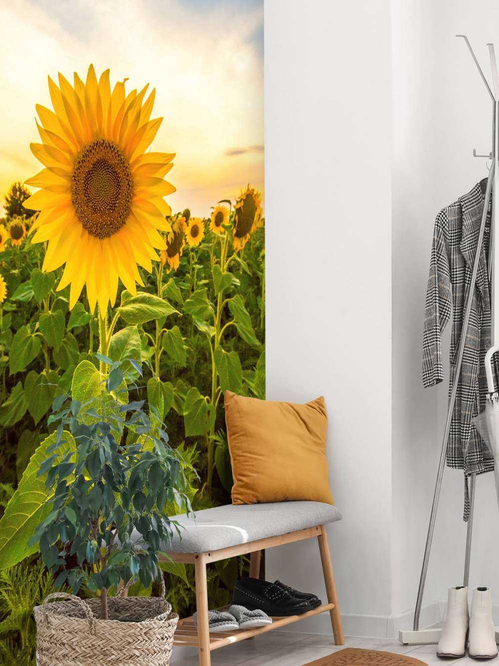 Sunflower in the field