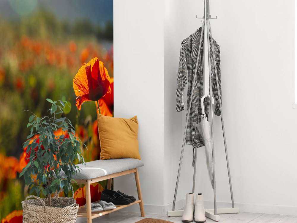 Poppies with sunbeams