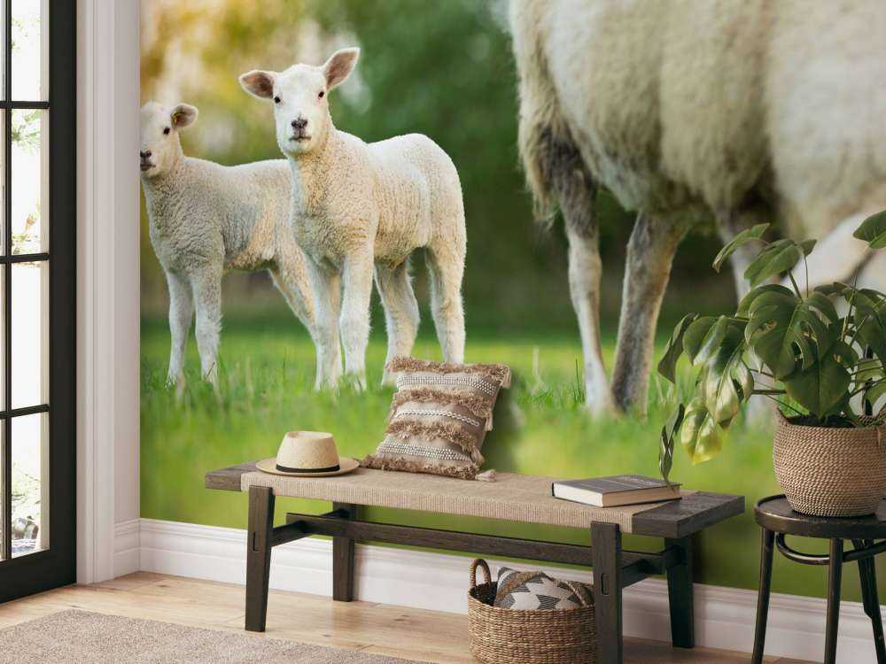 Mother sheep with lambs