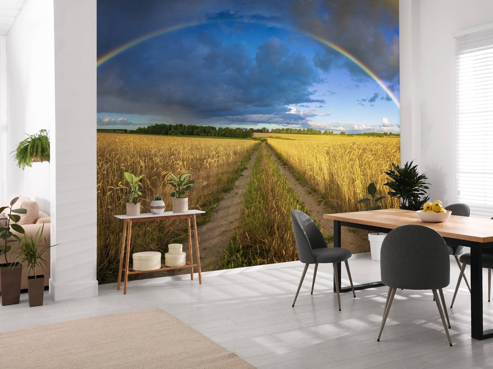 Rainbow over a wheat field