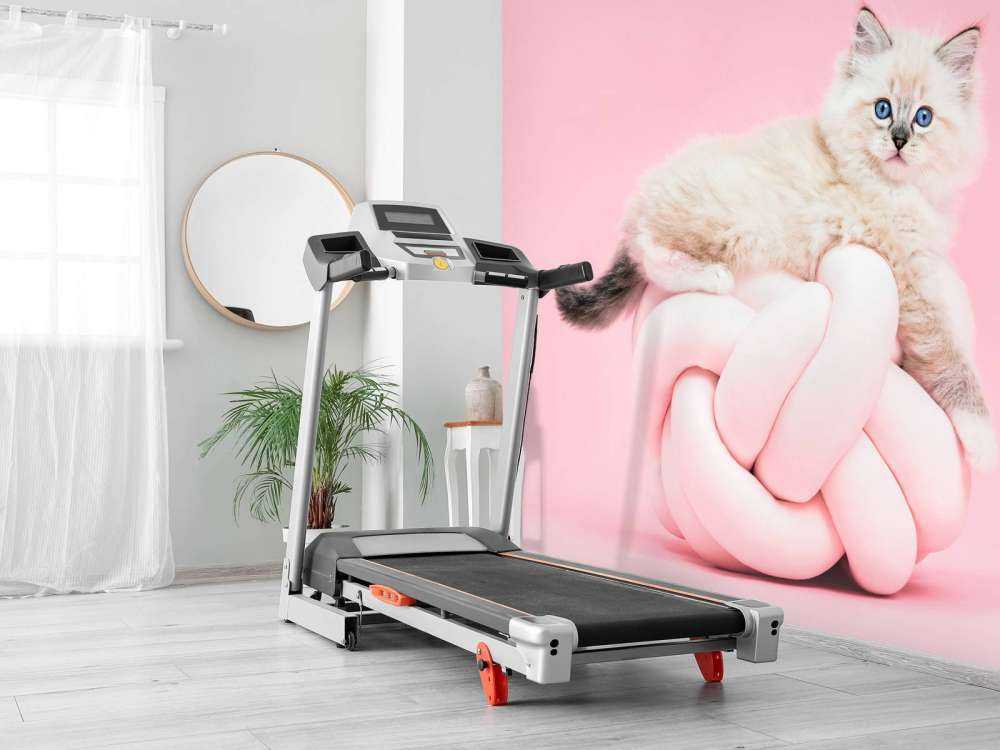 White cat on pink background