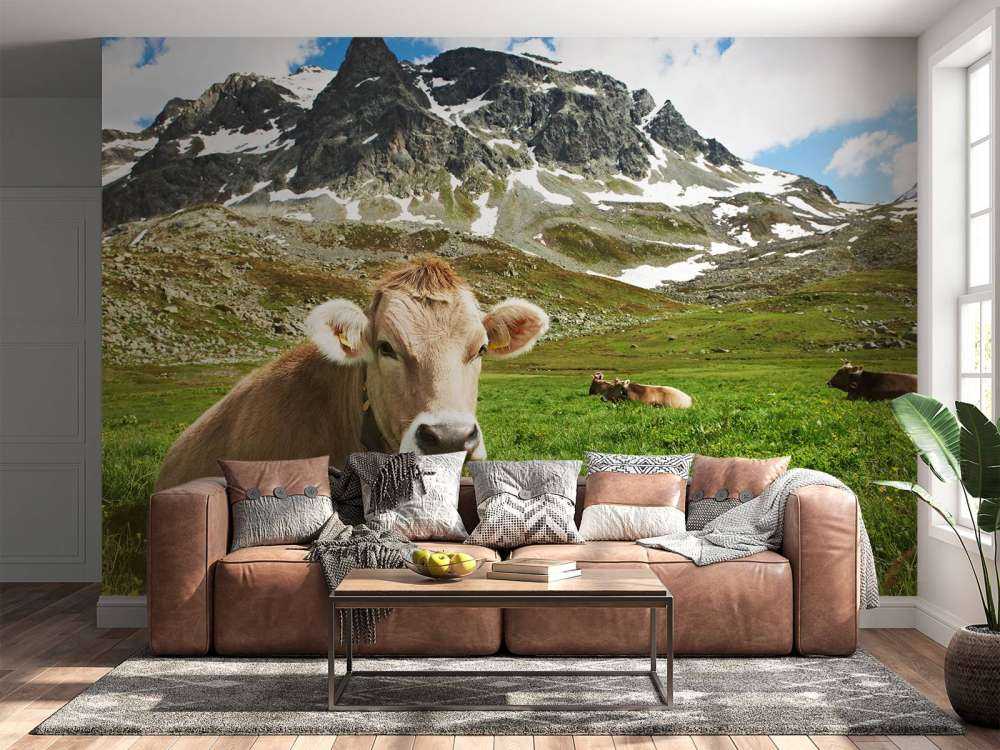 Austrian cow