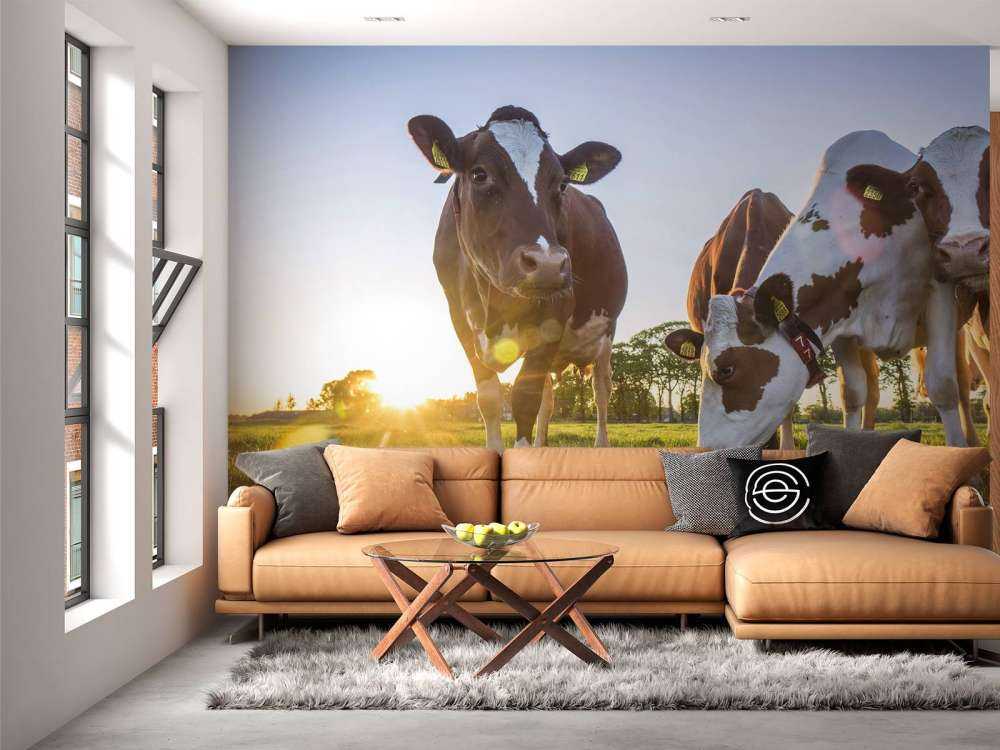 Cows wallpaper