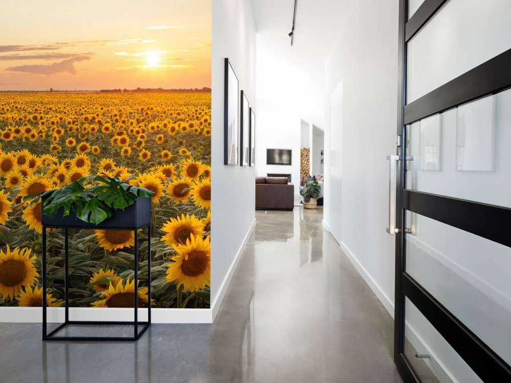 Sunflower field with sunset