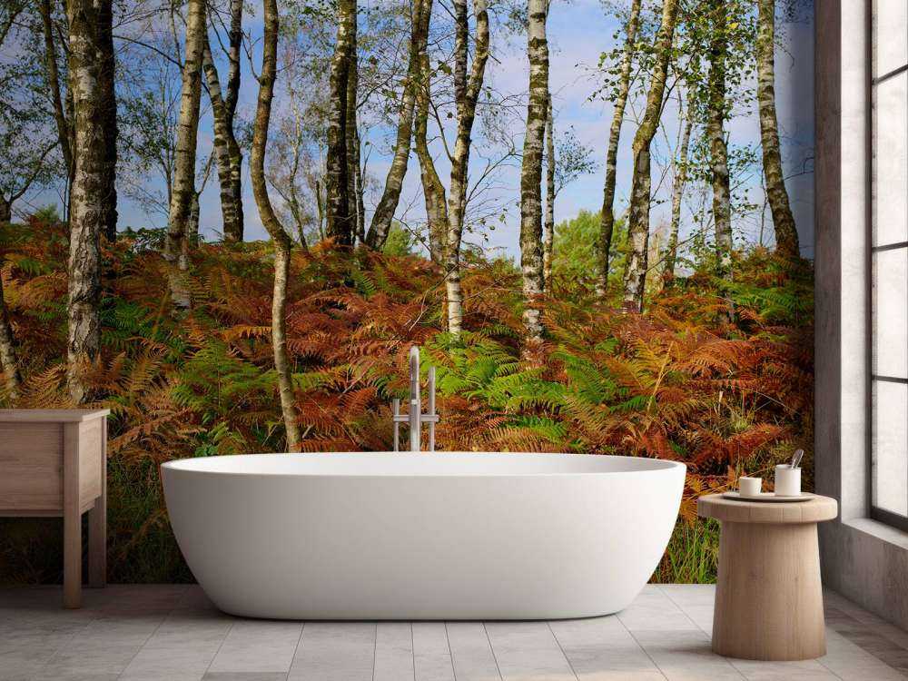 Birches with coloured ferns