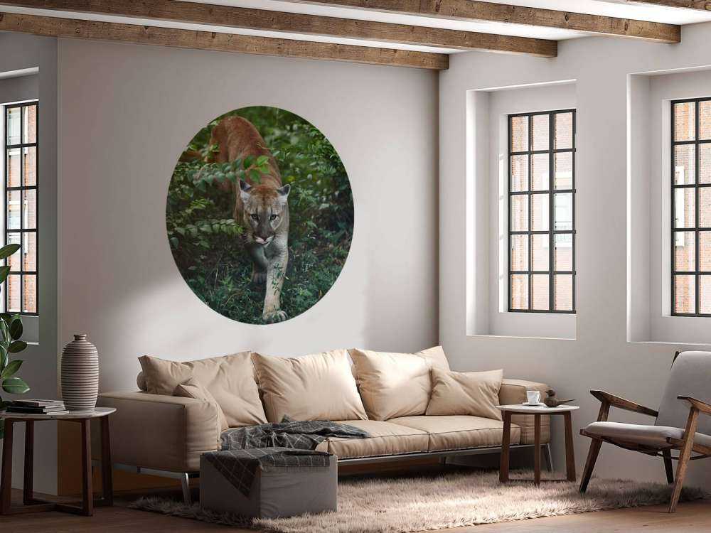 Sneaking mountain lion