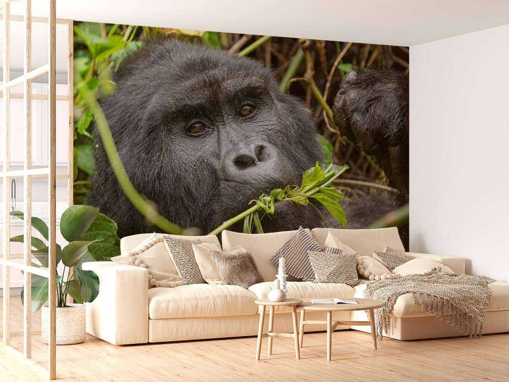 Gorilla between the branches