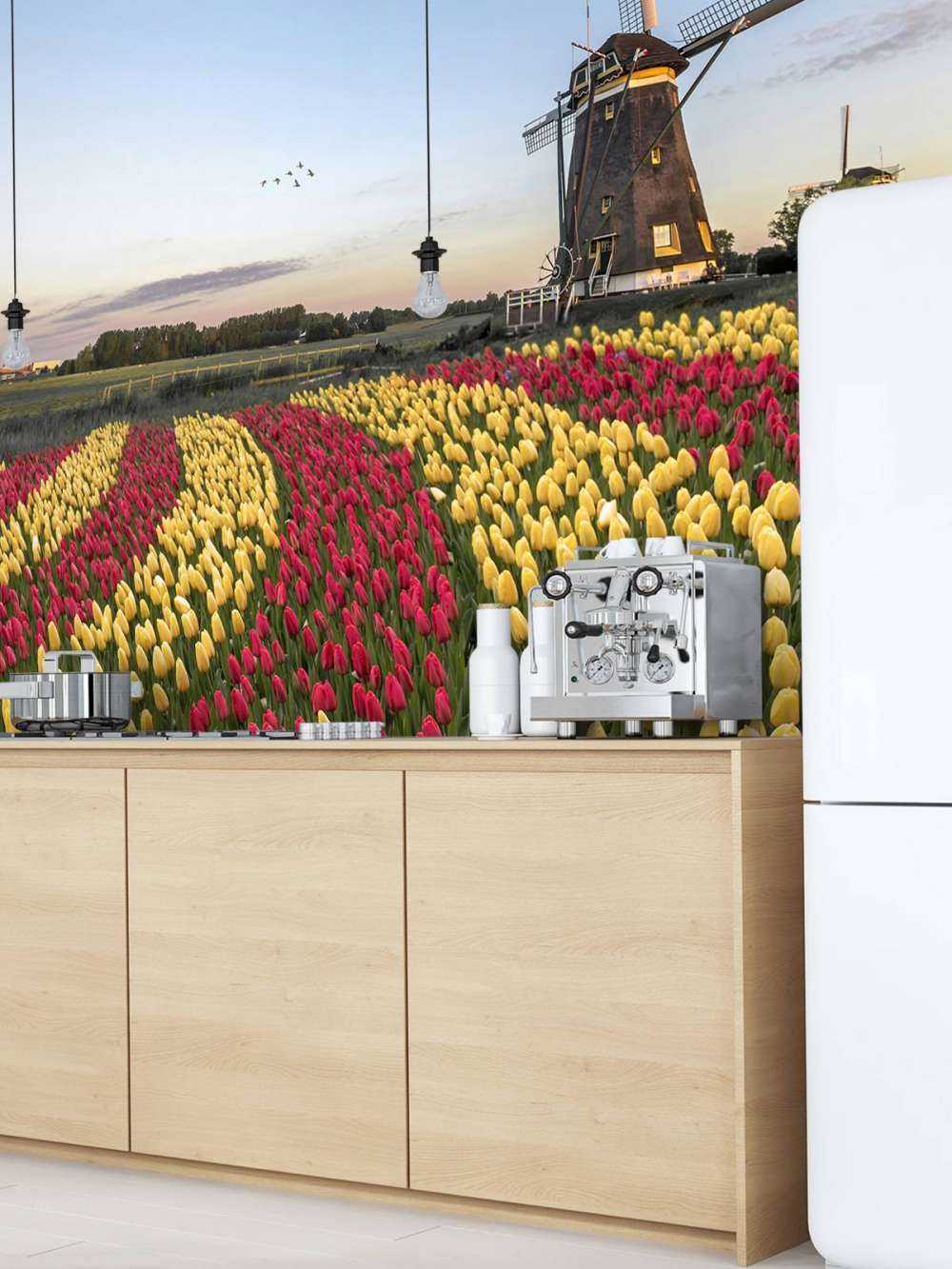 Dutch tulip field