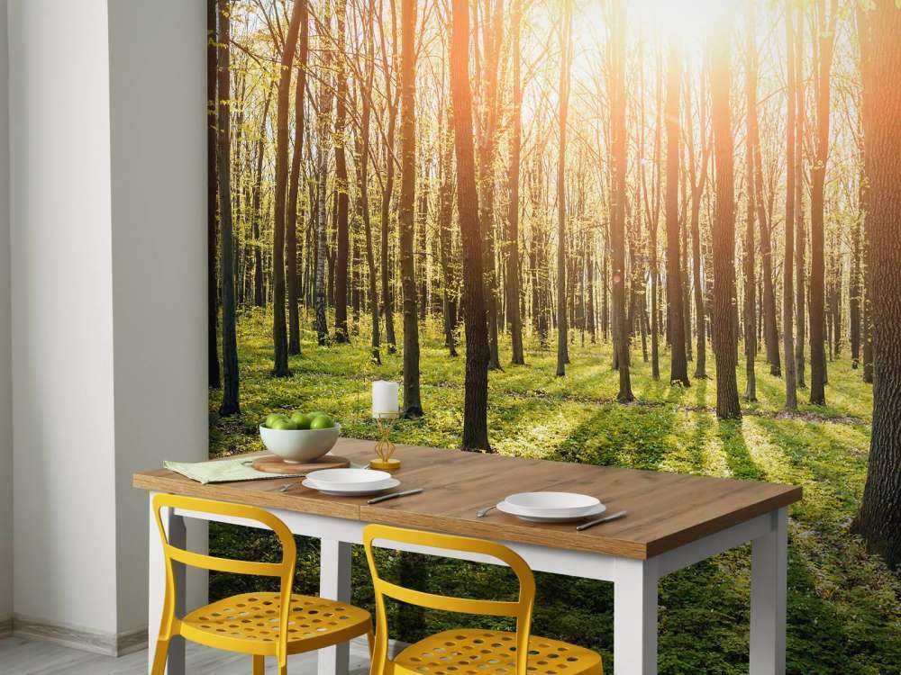 Evening sun in a forest