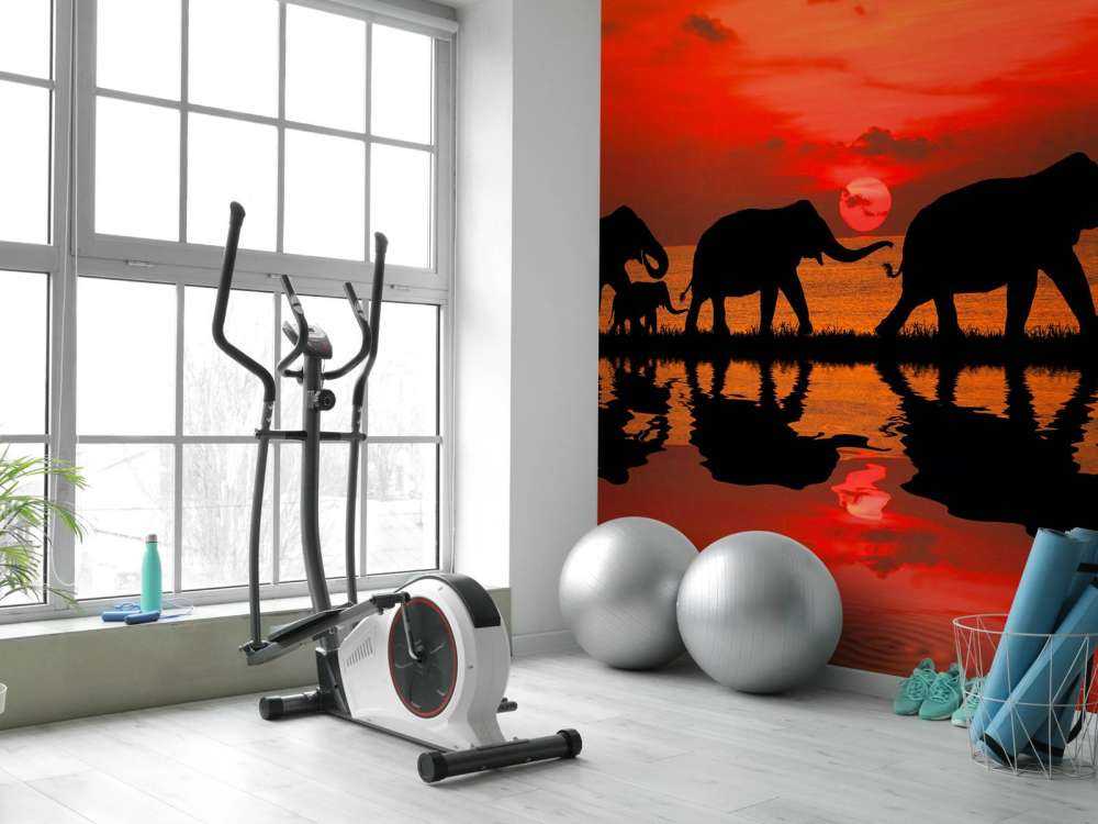 Olifanten en zonsondergang