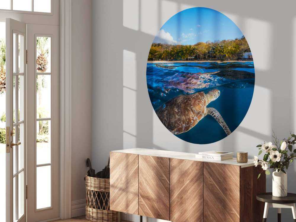 Green Turtle - Sea Turtle