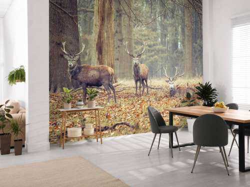 Wild deer