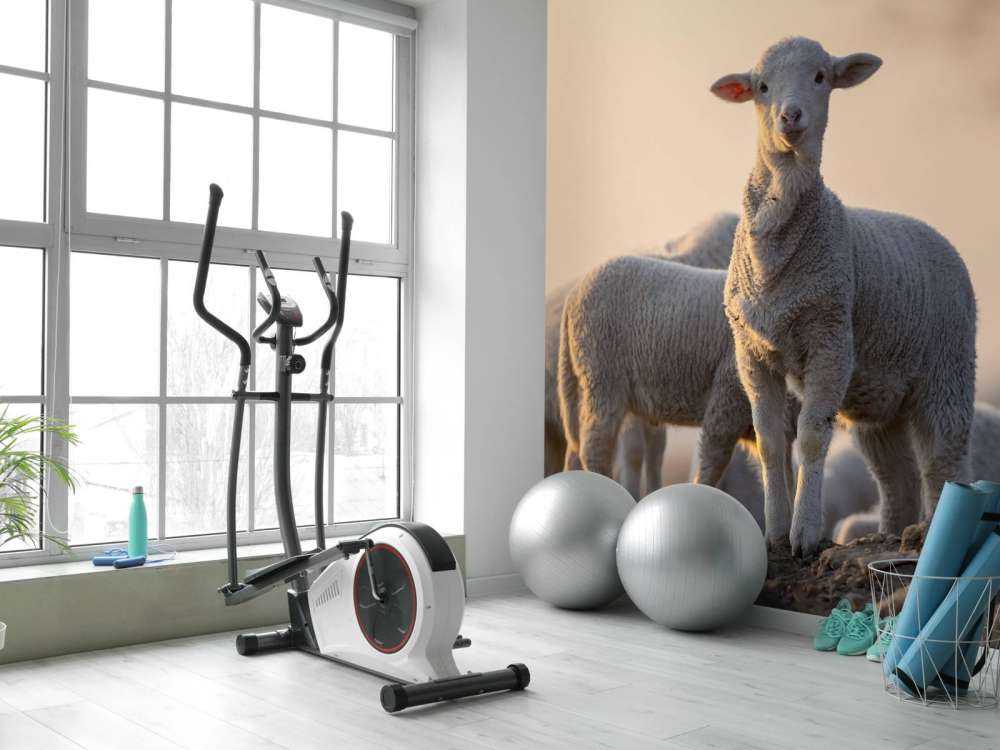 Sheep of the world