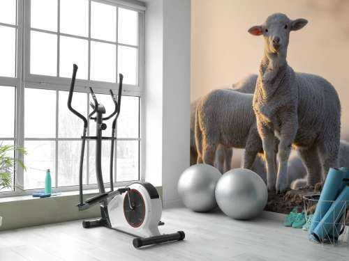 Sheep of the world