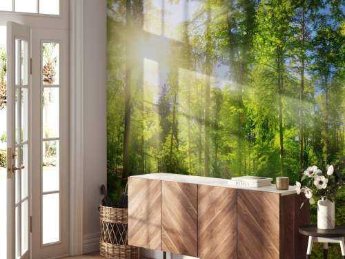 Forest with sunbeams