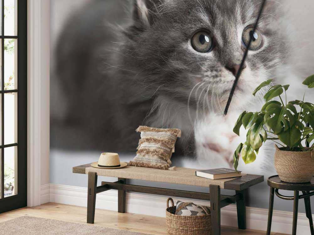 Playing cat
