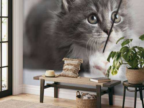 Playing cat