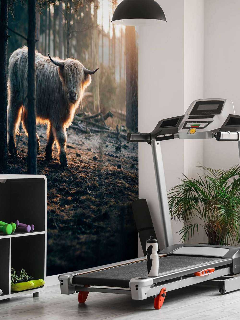 White Scottish Highlander