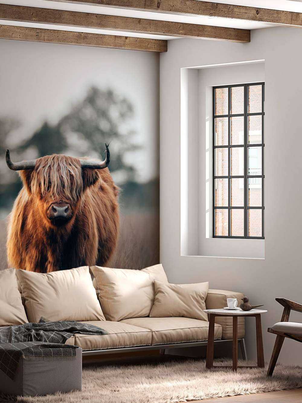 Portrait of highland cattle