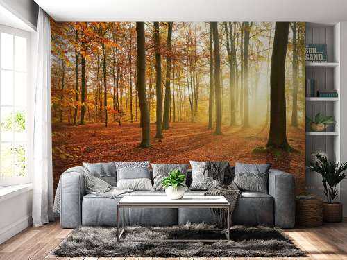 Autumn morning in forest